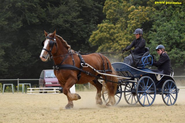 074 Week-end du cheval-Concours Attelage à La Forêt Fouesnant 9-10 juillet 2016