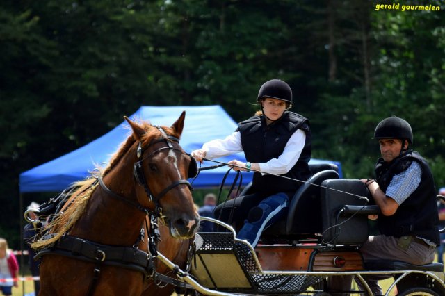 074 Week-end du cheval-Concours Attelage à La Forêt Fouesnant 9-10 juillet 2016