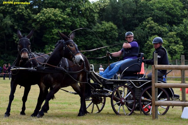 074 Week-end du cheval-Concours Attelage à La Forêt Fouesnant 9-10 juillet 2016